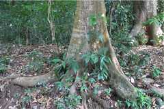 Aglaia lawii
